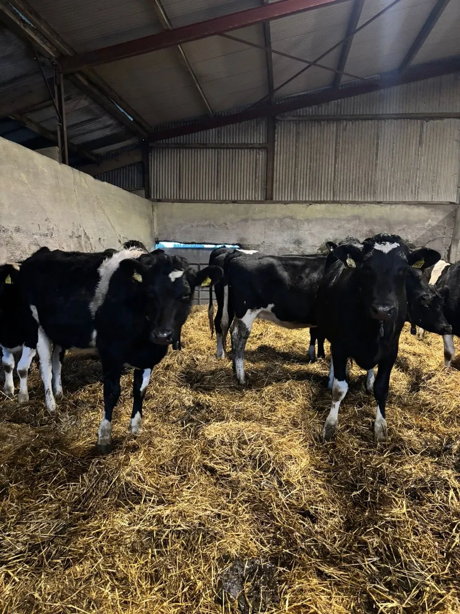 20 xbred In calf Heifers for sale - Image 1