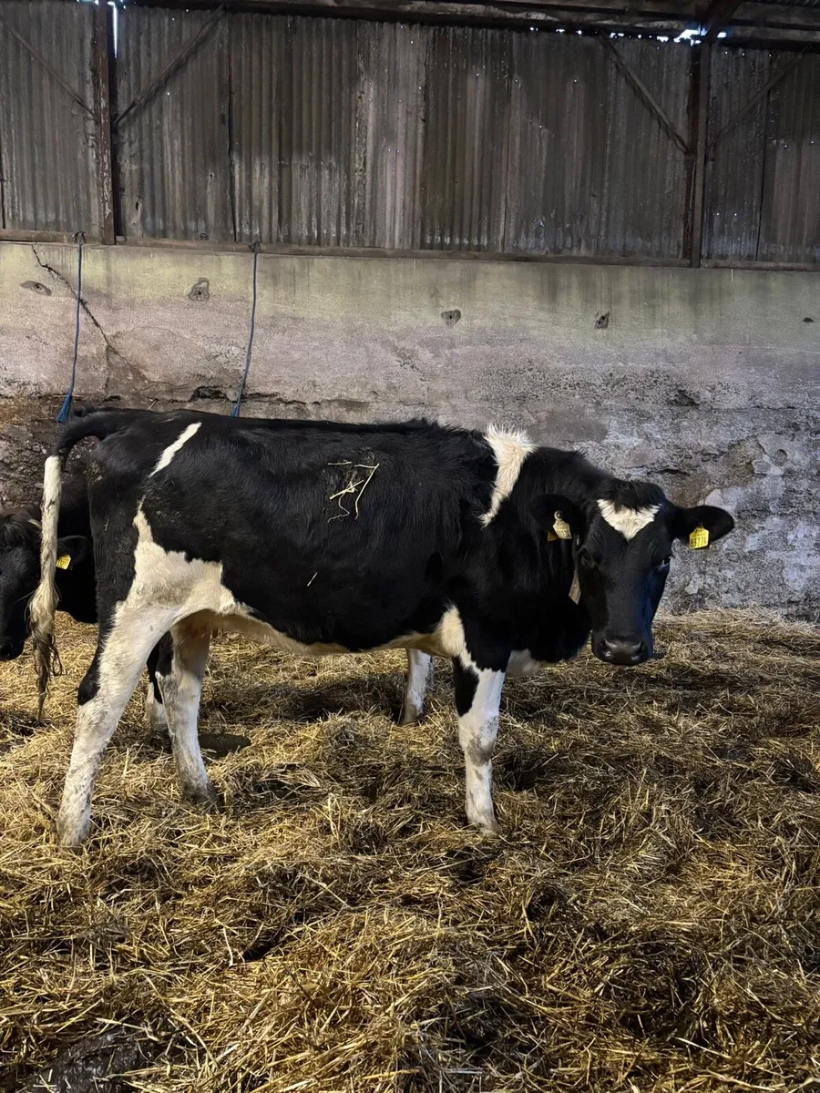 20 xbred In calf Heifers for sale - Image 2
