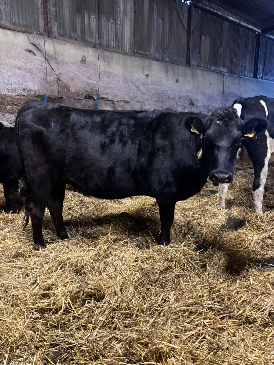 20 xbred In calf Heifers for sale - Image 3