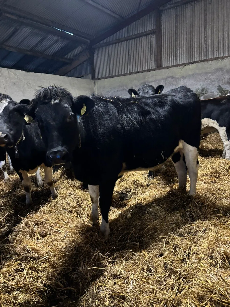 20 xbred In calf Heifers for sale - Image 4