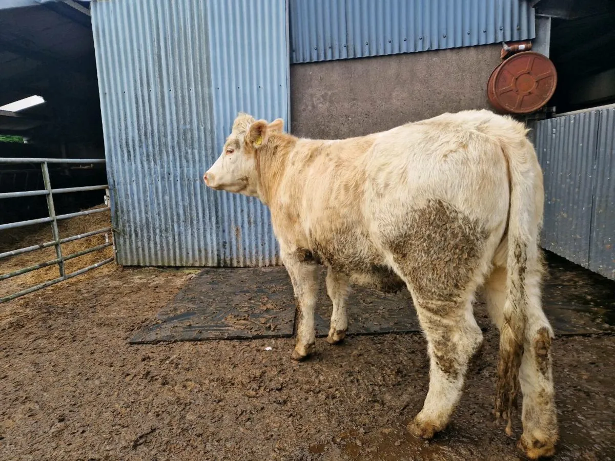 Charolais/Simmental Breeding Heifer - Image 2