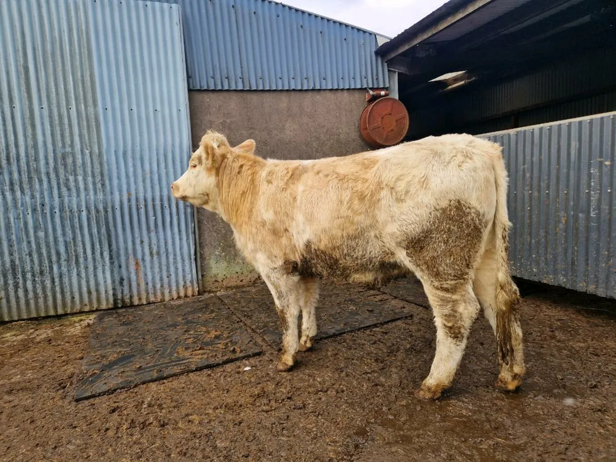 Charolais/Simmental Breeding Heifer - Image 3