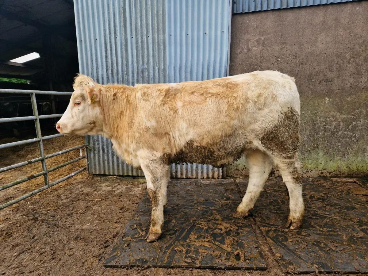 Charolais/Simmental Breeding Heifer - Image 4