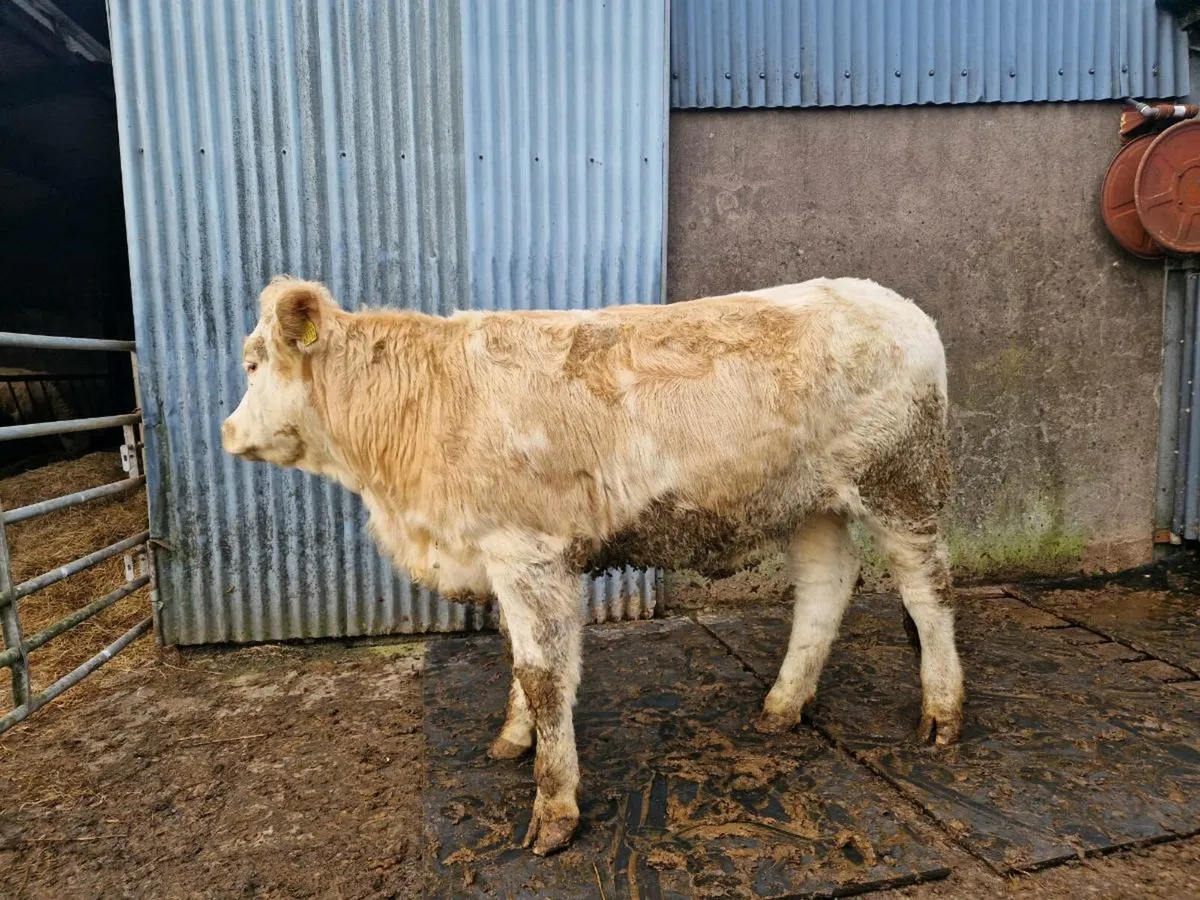 Charolais/Simmental Breeding Heifer - Image 1