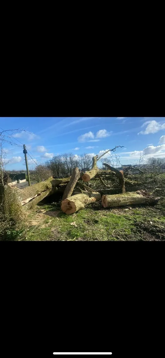 Trees & Fallen Timber Wanted - Image 2