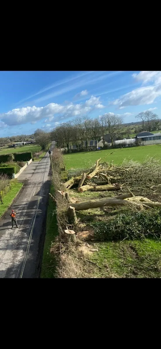 Trees & Fallen Timber Wanted - Image 1