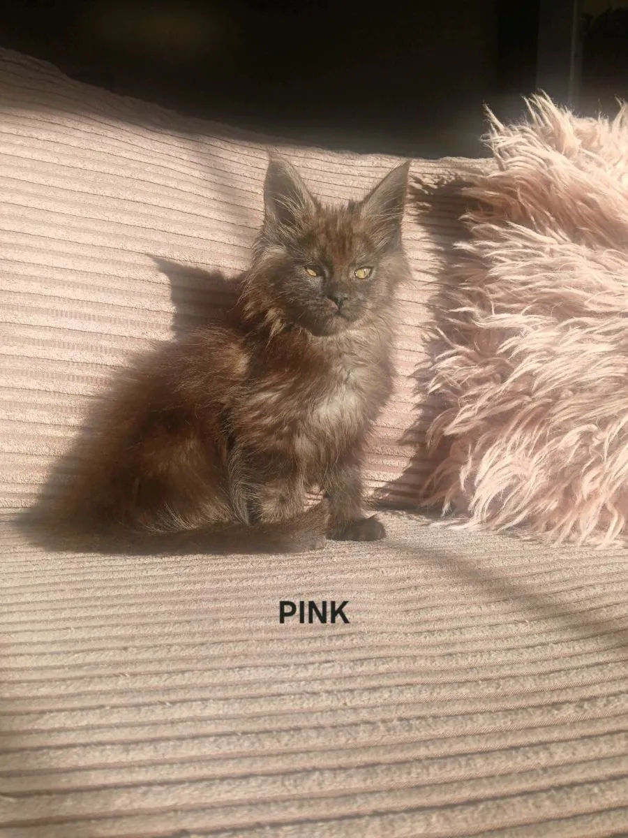3 female Maine coon kittens remaining - Image 2