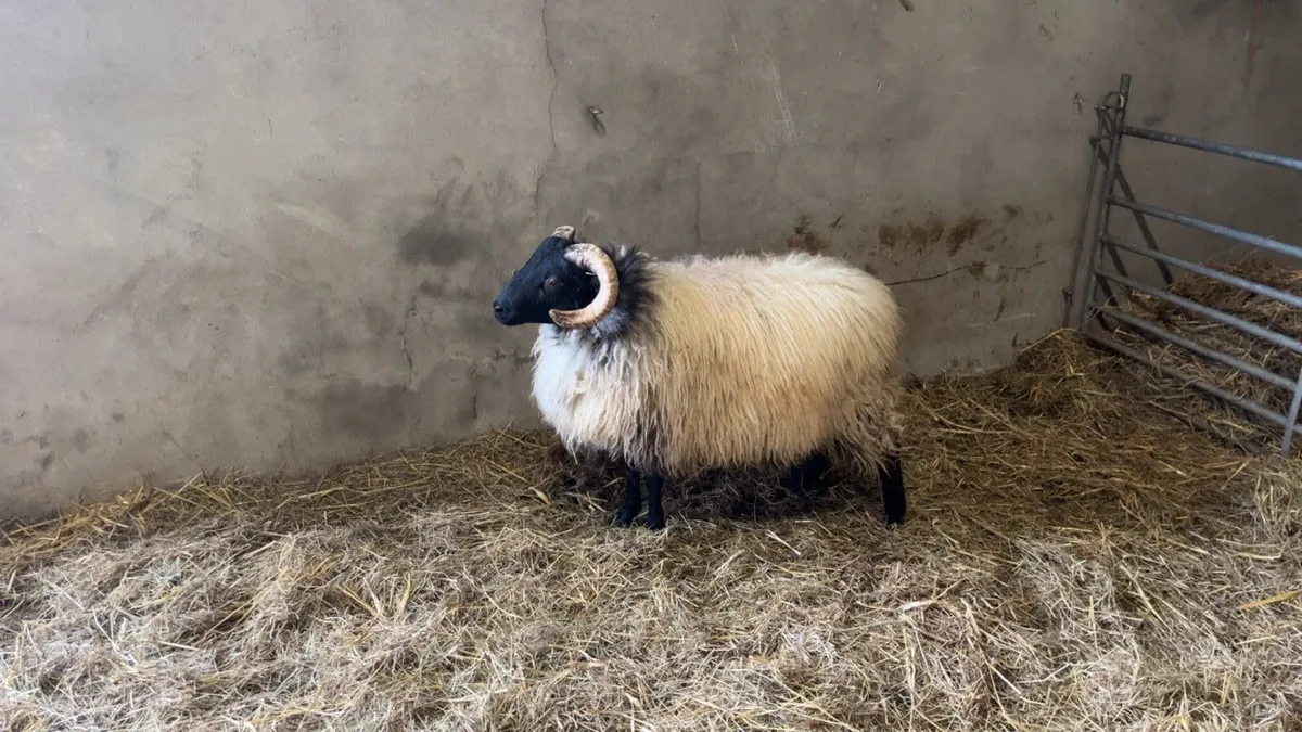 ✅Mayo Blackface Ram Lambs✅ - Image 2