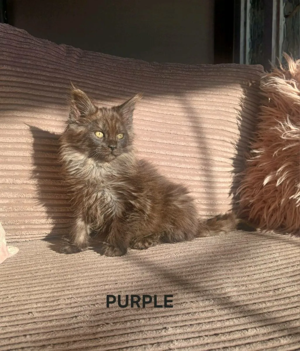 3 female Maine coon kittens remaining - Image 1
