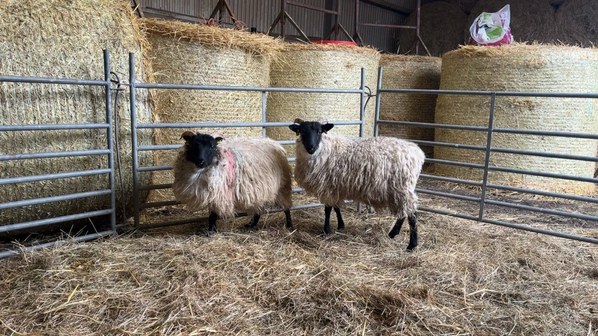 ✅Mayo Blackface Ewe Lambs✅ - Image 2