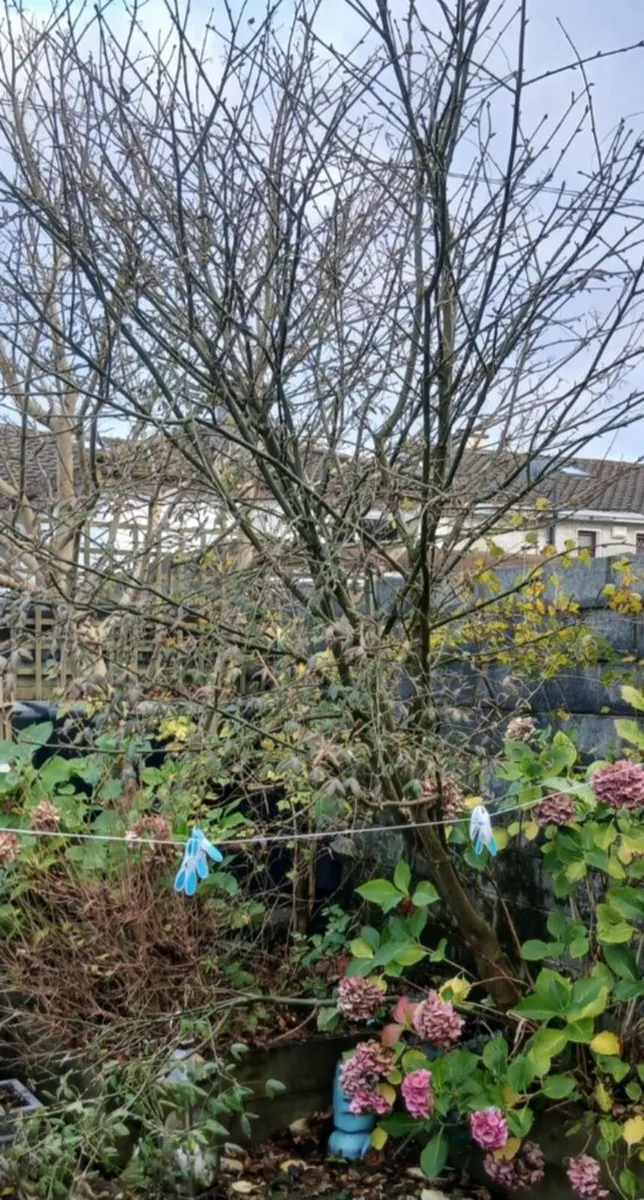 Libernum tree bare root 4/5 years old - Image 2