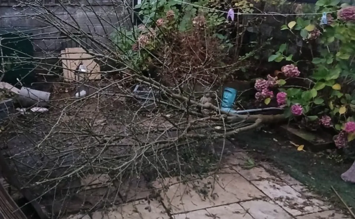 Libernum tree bare root 4/5 years old - Image 3