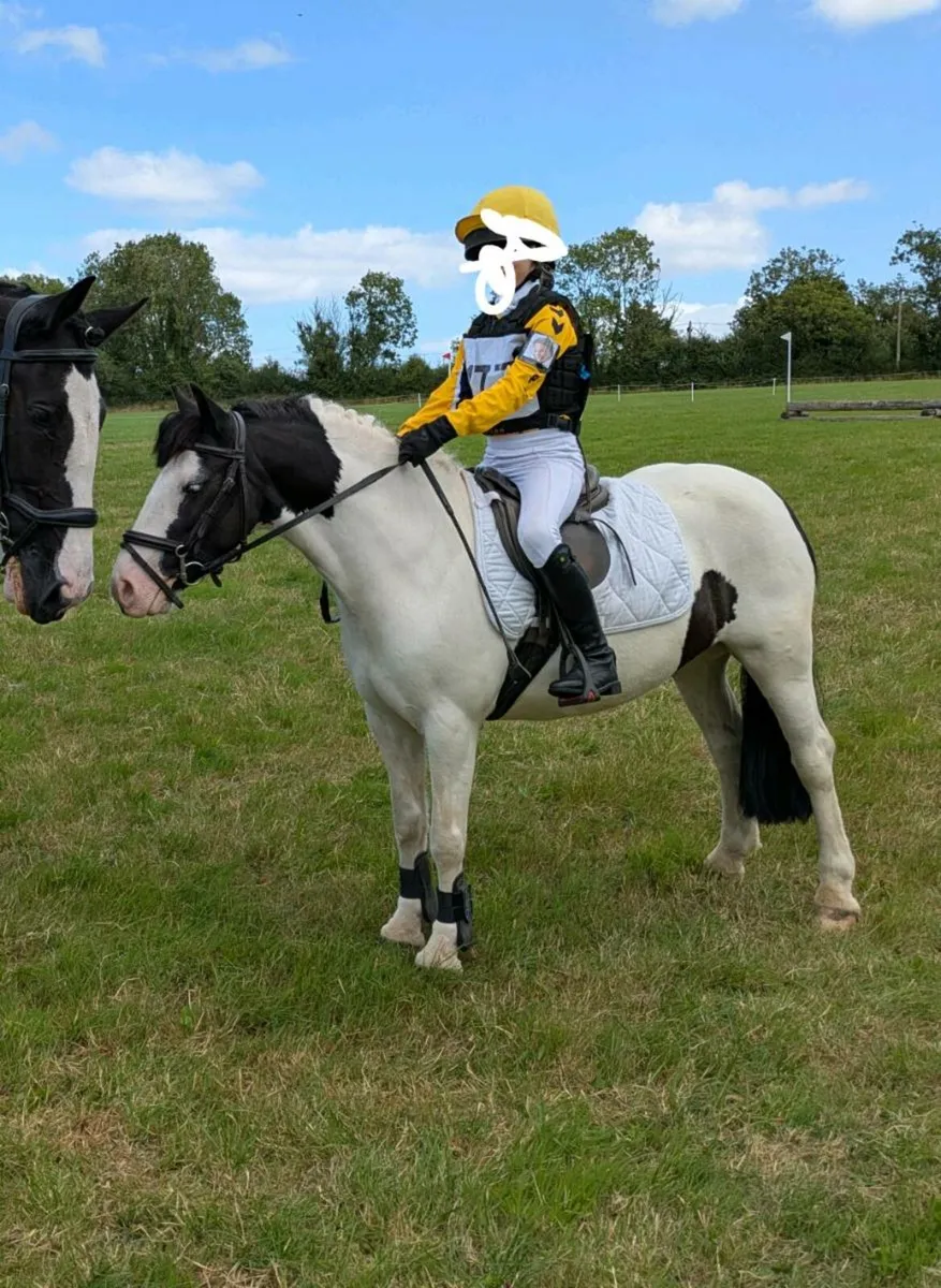 12h pony club pony - Image 1