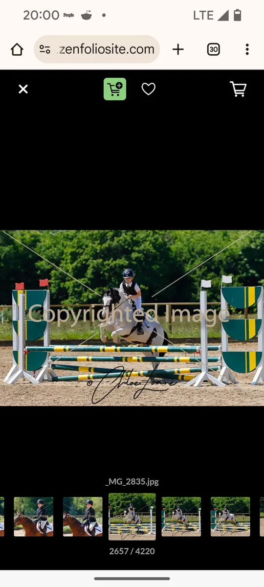 12h pony club pony - Image 4