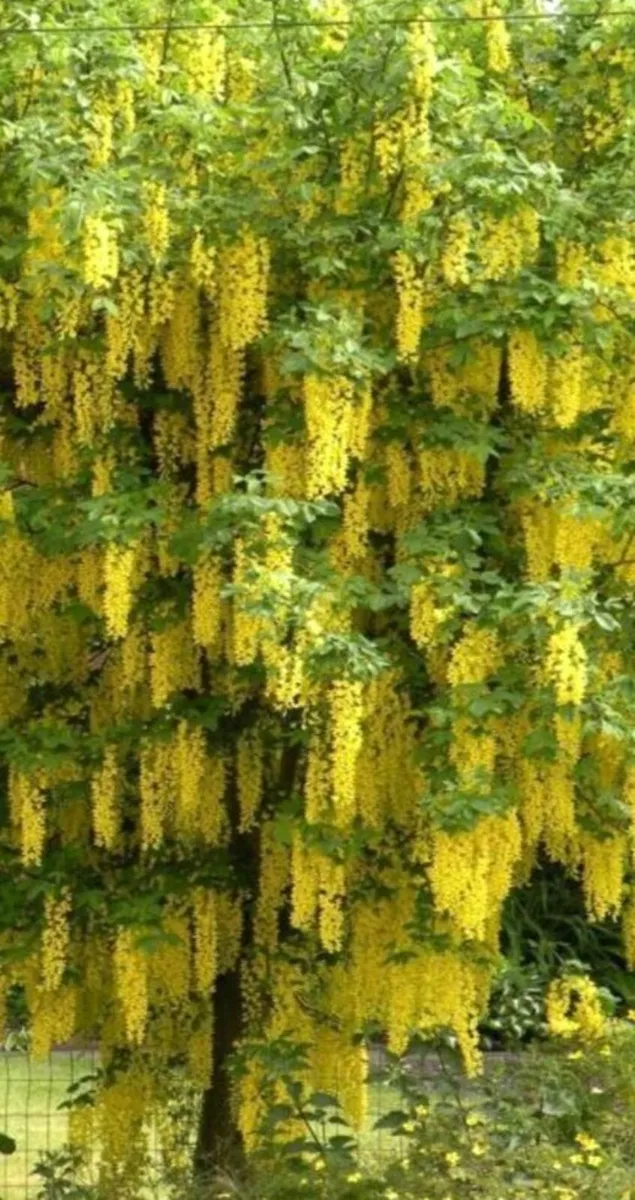 Libernum tree bare root 4/5 years old - Image 1