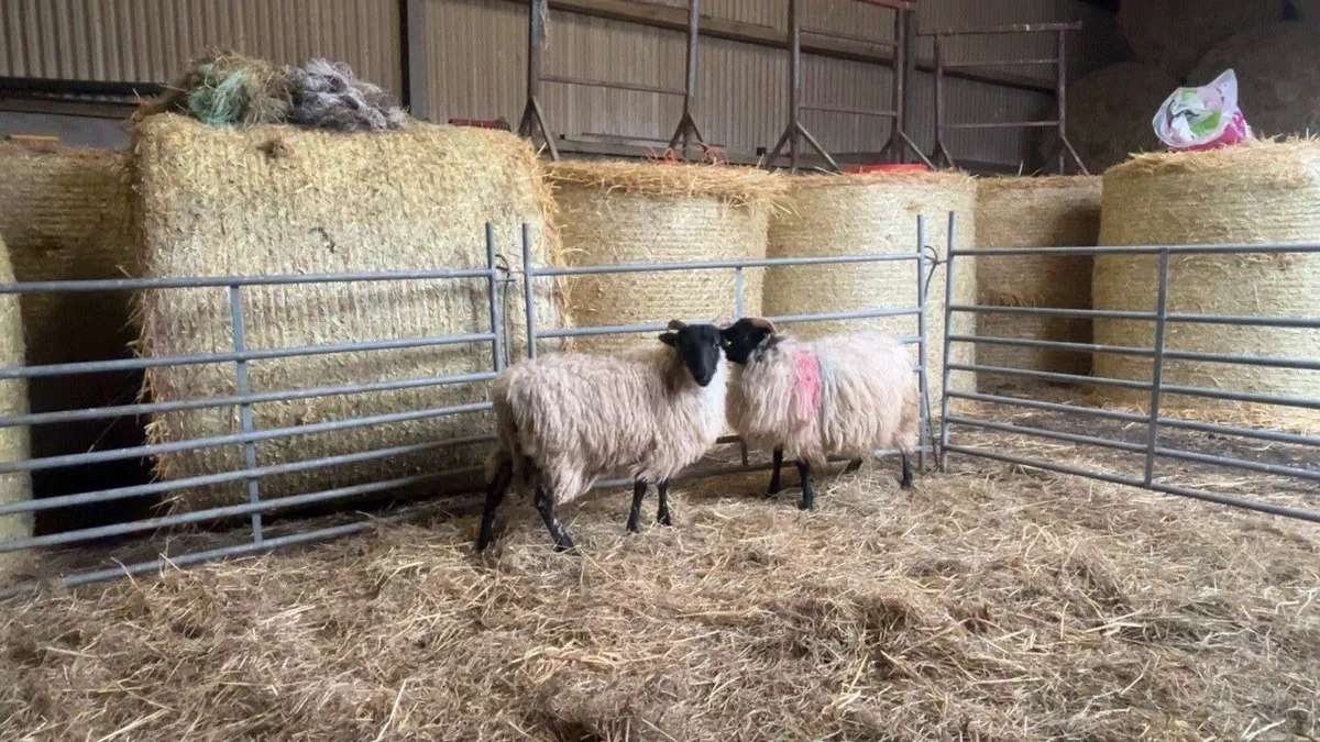 ✅Mayo Blackface Ewe Lambs✅ - Image 1
