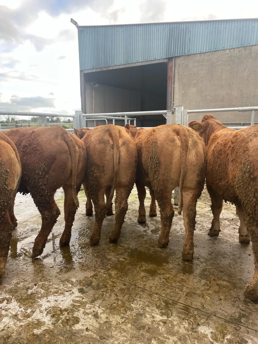 6 heifers - Image 1