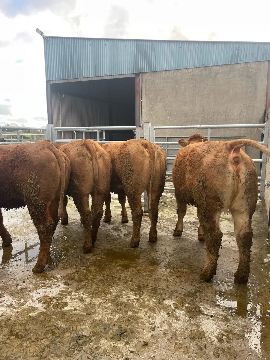 6 heifers - Image 2