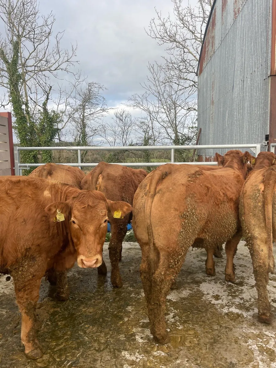 6 heifers - Image 3