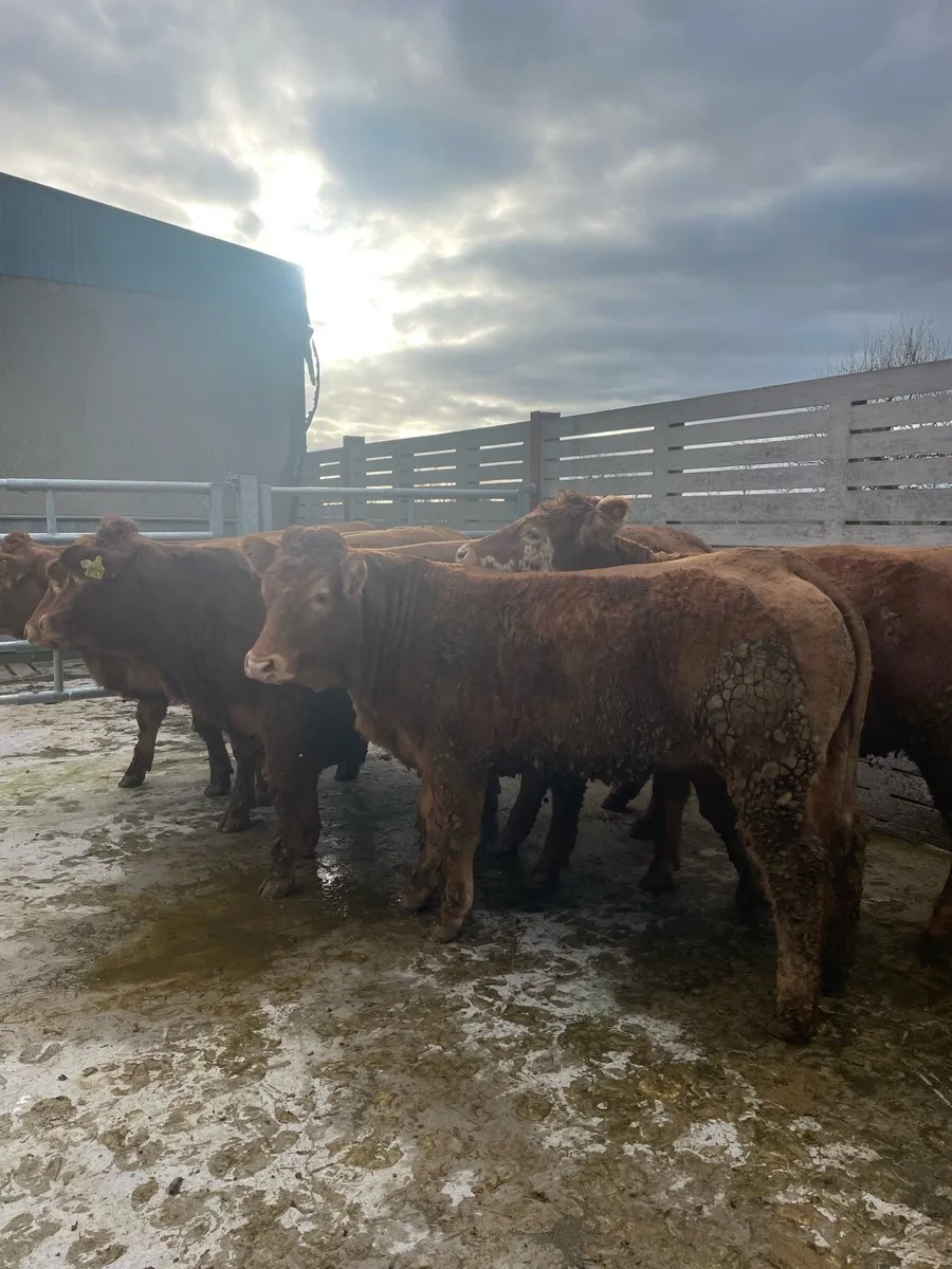 6 heifers - Image 4
