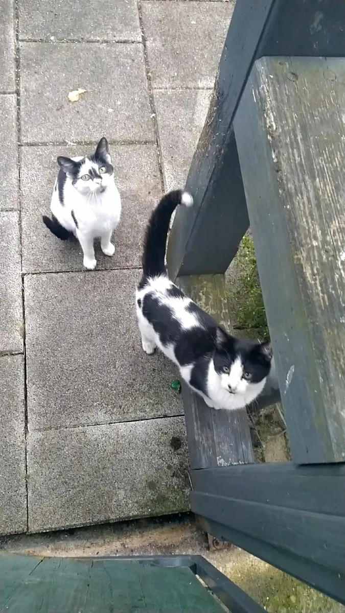 Two cats for rehoming - Image 2