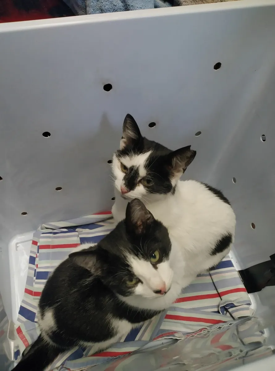 Two cats for rehoming - Image 3