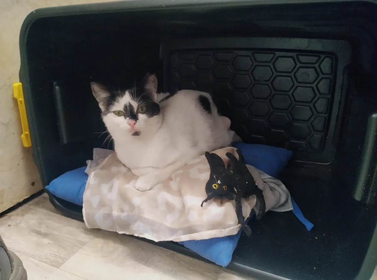 Two cats for rehoming - Image 4