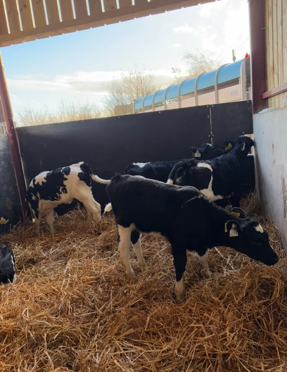 7 super well bred fr heifers - Image 1