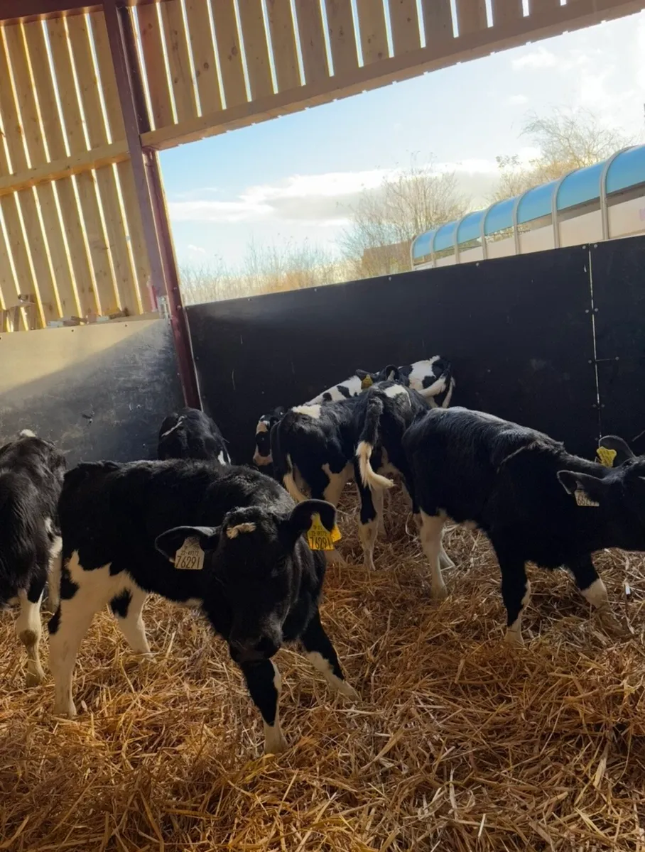 7 super well bred fr heifers - Image 3