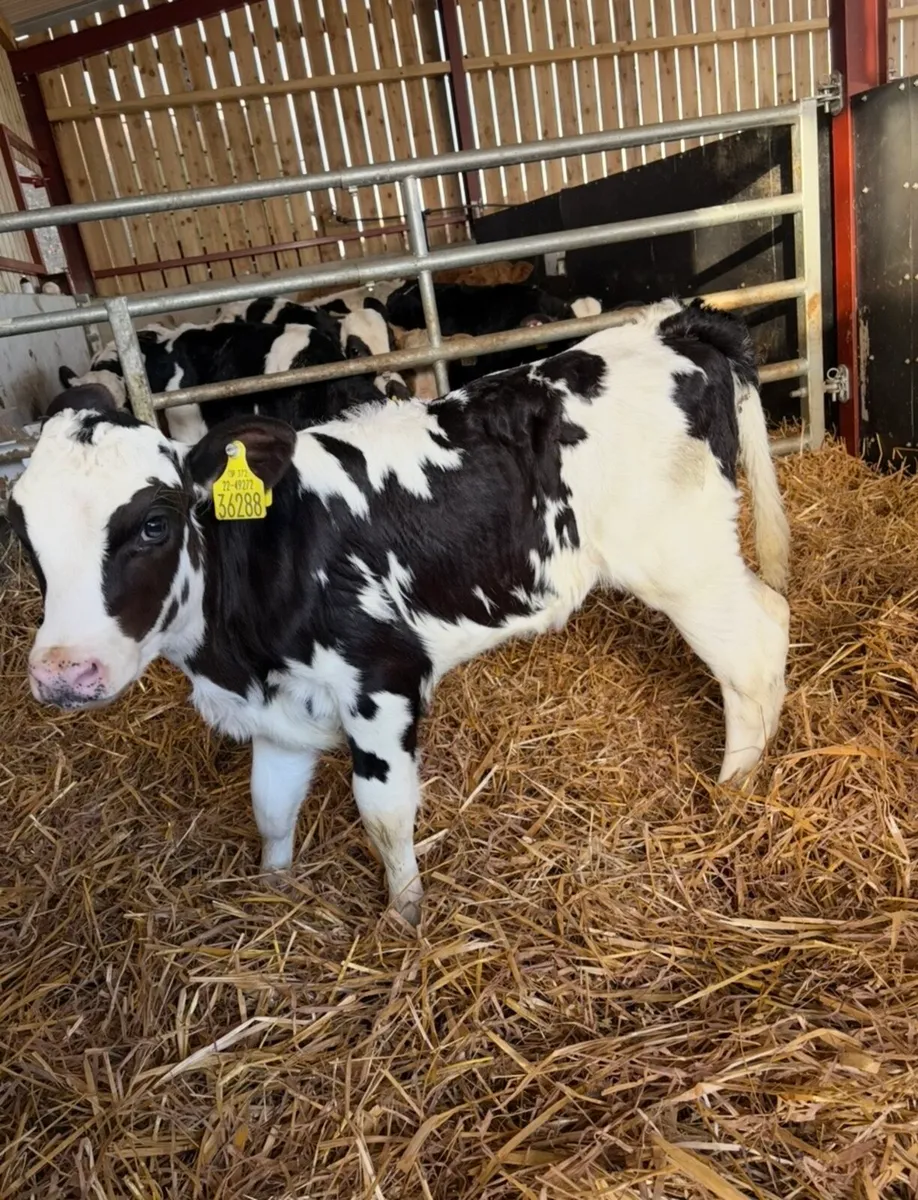 7 super well bred fr heifers - Image 4