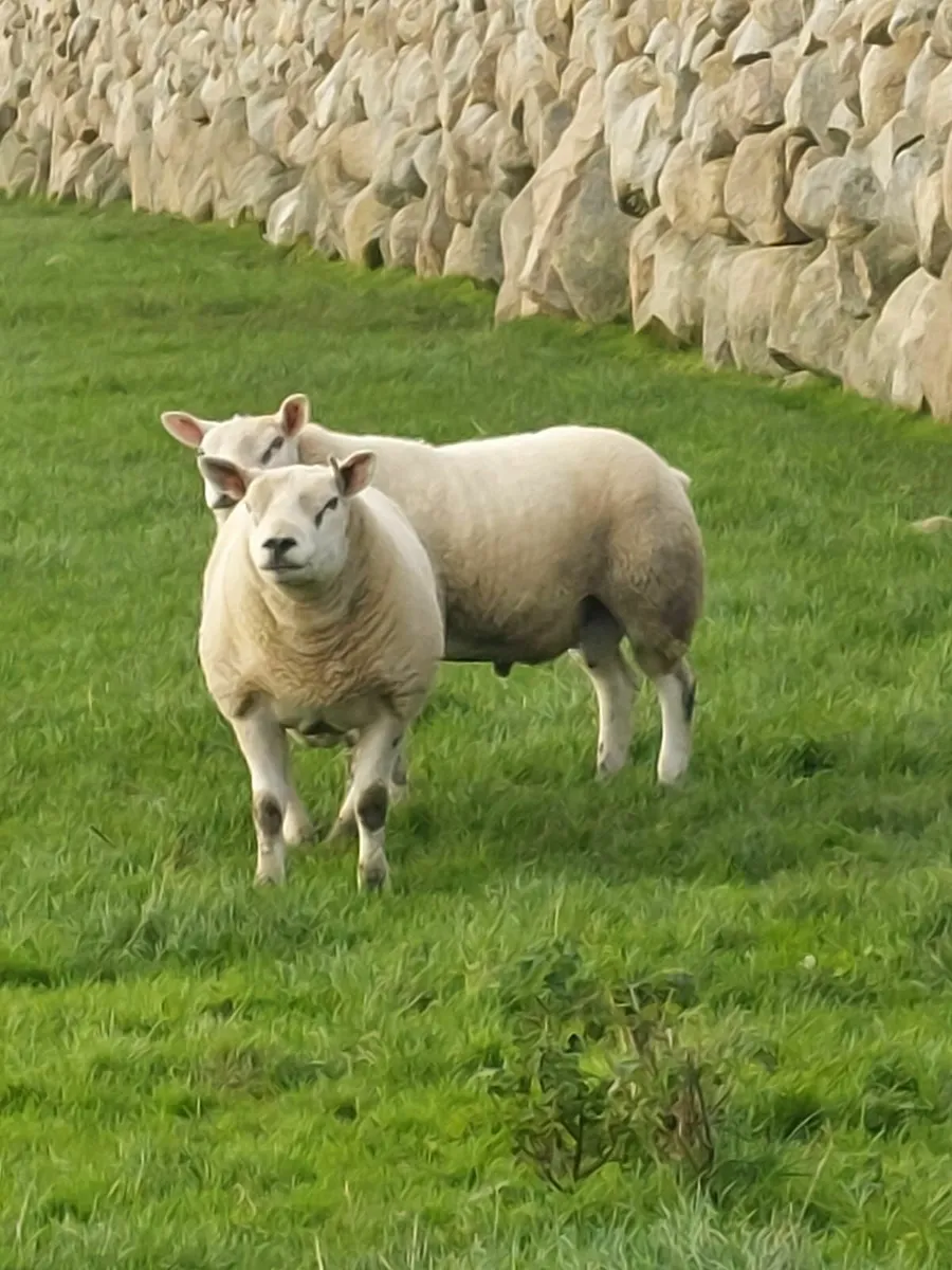 Texel Shearling rams for sale - Image 1