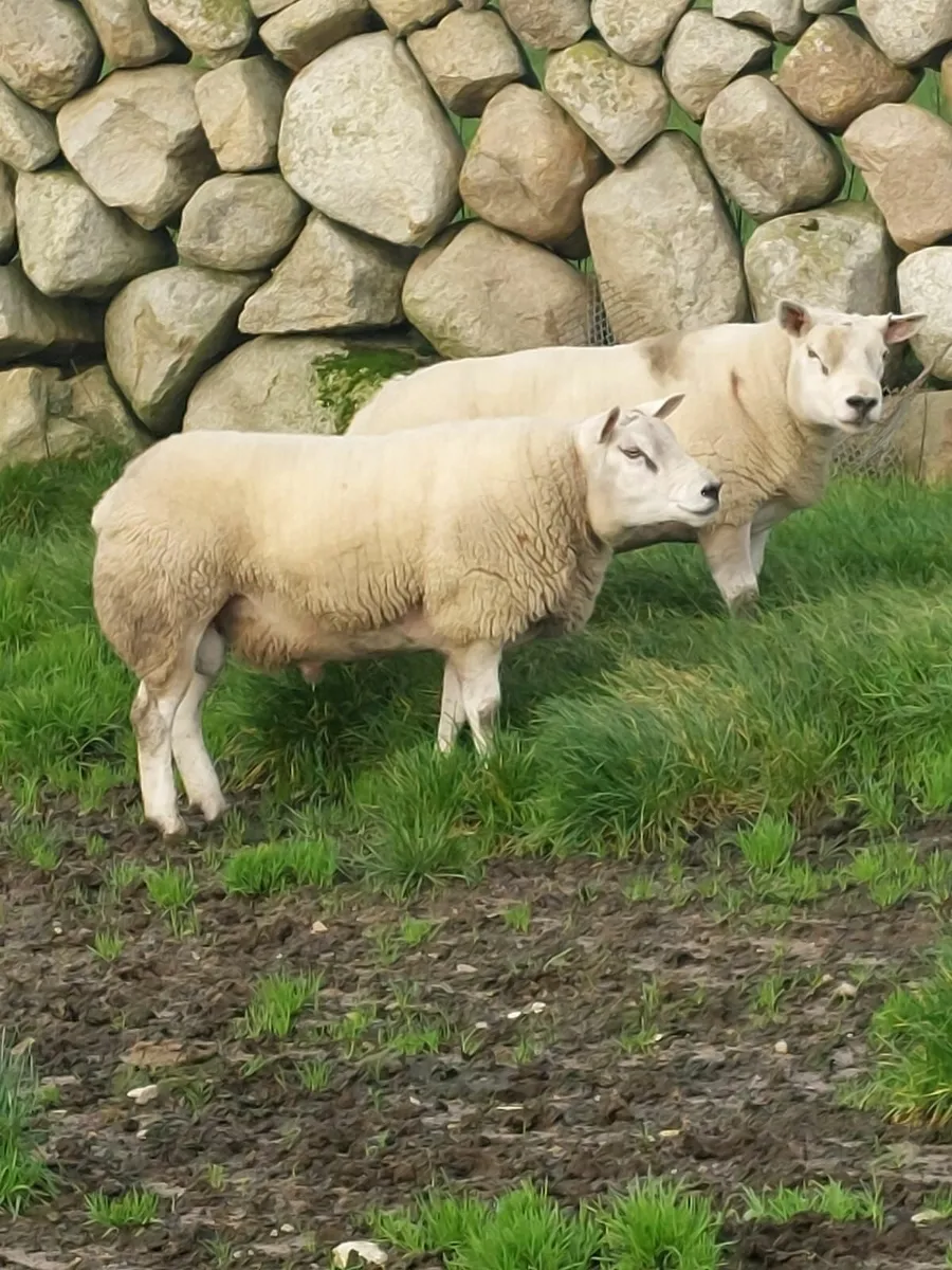 Texel Shearling rams for sale - Image 2