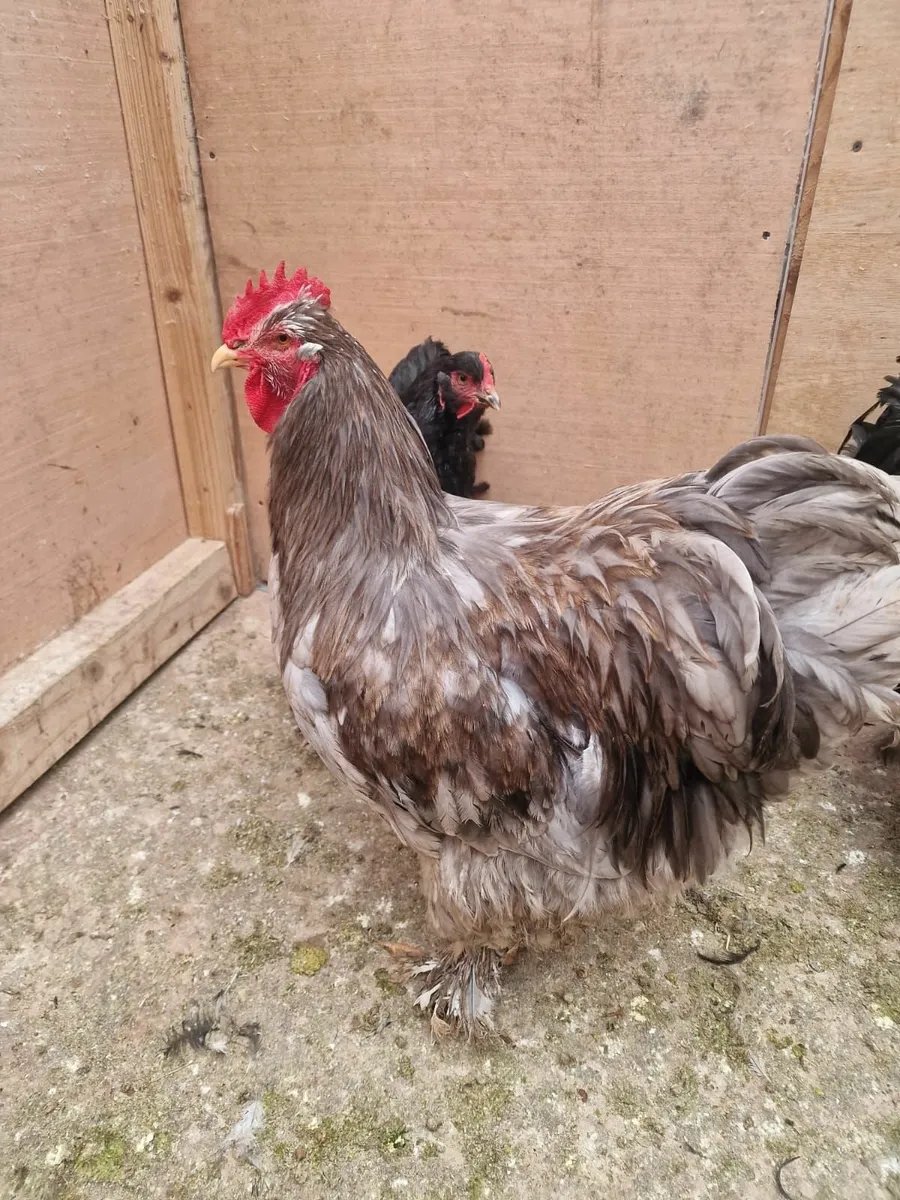 Hens and chickens - Image 1