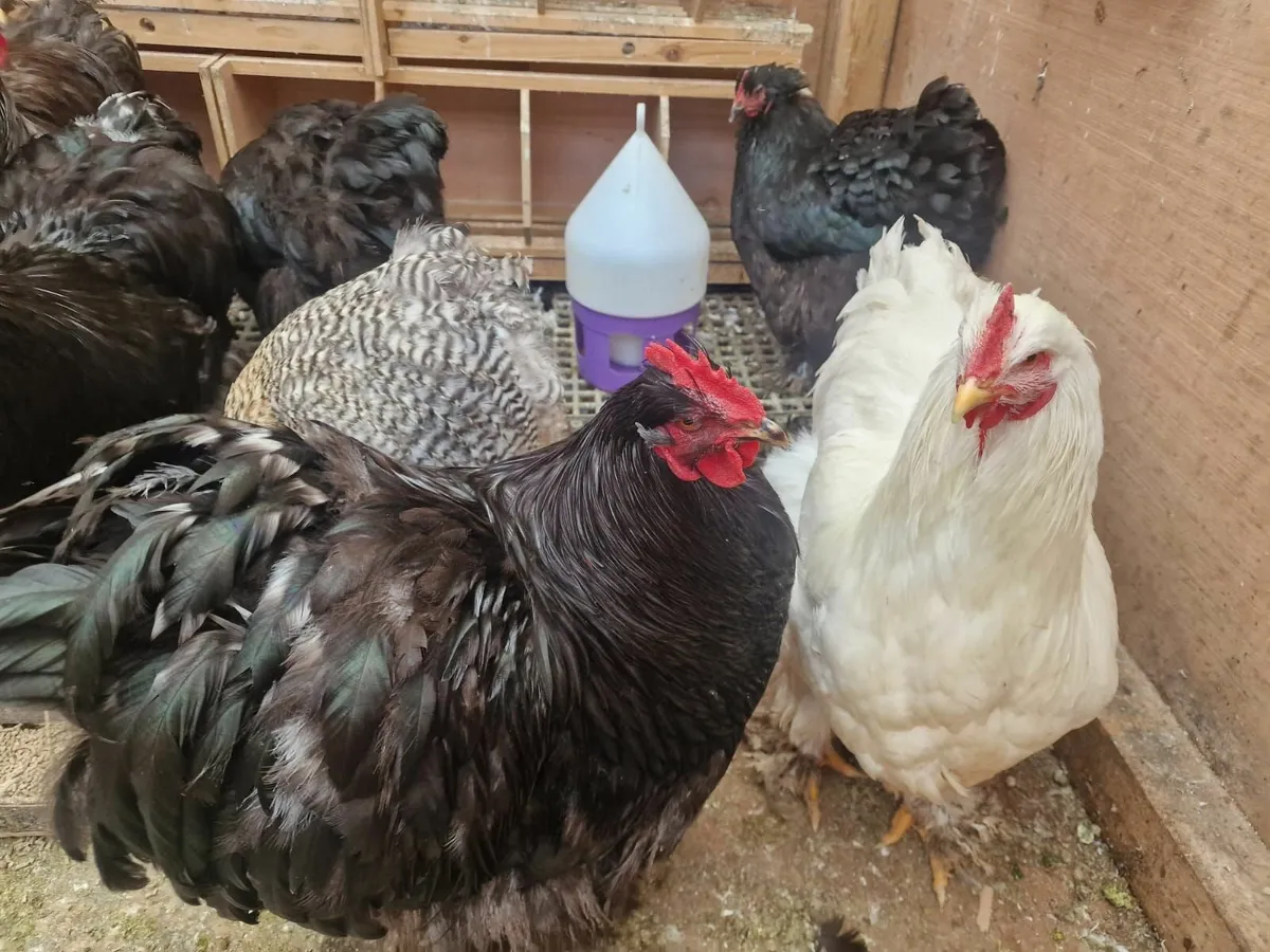 Hens and chickens - Image 2