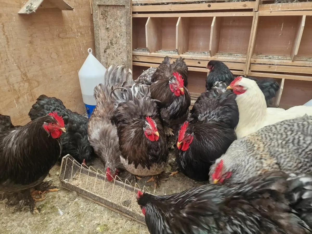 Hens and chickens - Image 4