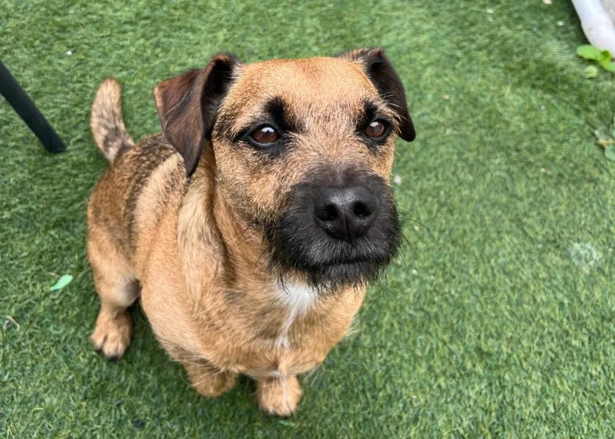 Doggo.ie Custom Dog Portraits (Framed & Delivered) - Image 2