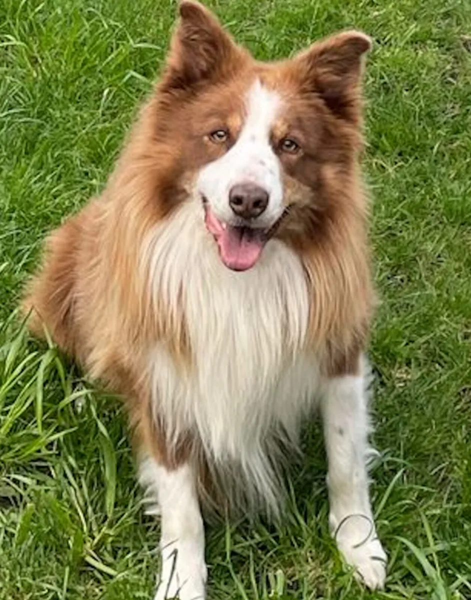 Doggo.ie Custom Dog Portraits (Framed & Delivered) - Image 4