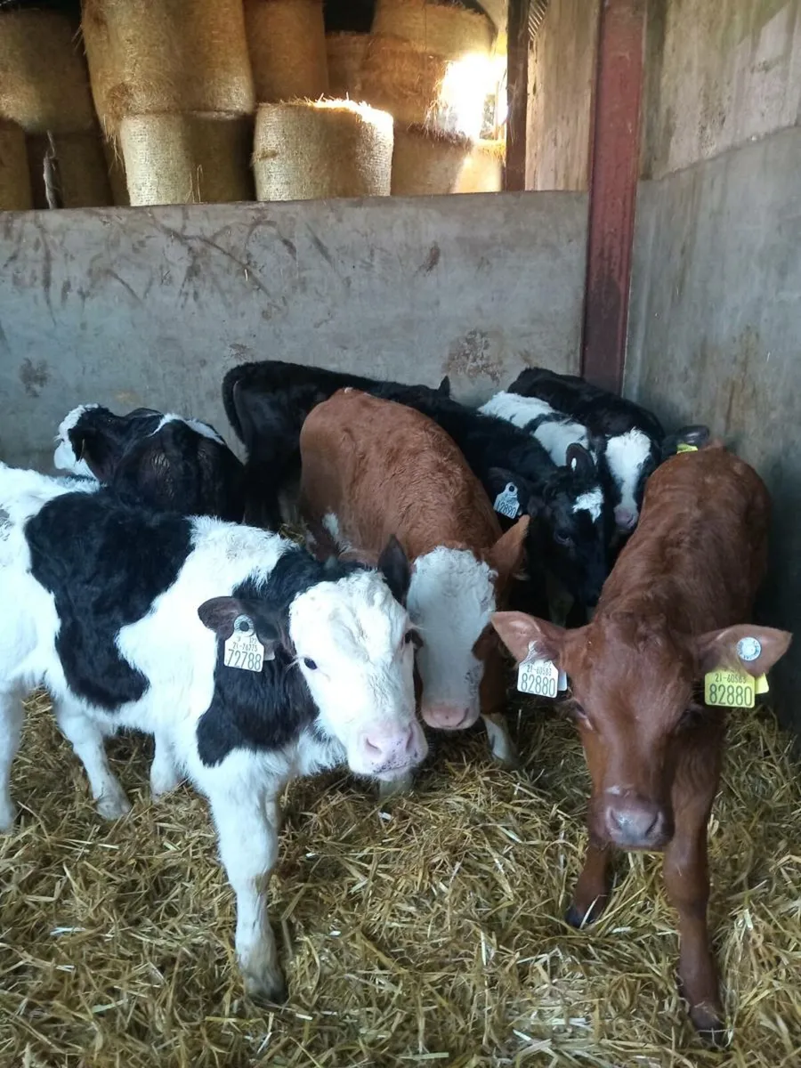 8 smashing continental calves - Image 1