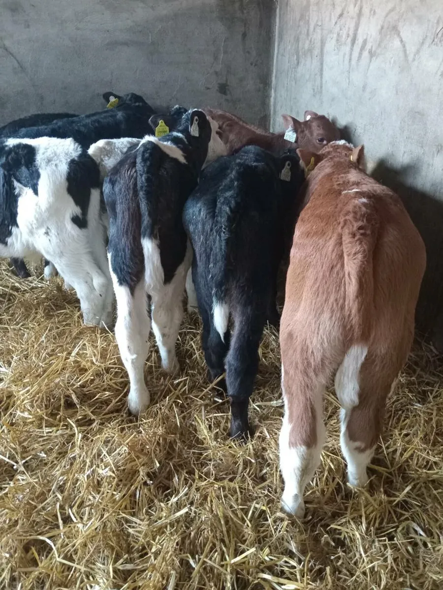 8 smashing continental calves - Image 2