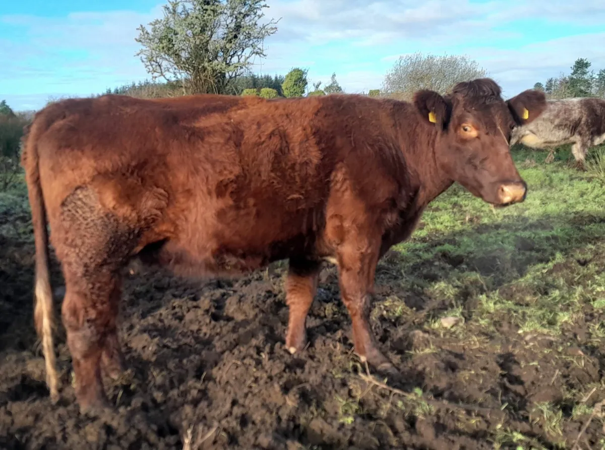 Shorthorn Springers Ballymote Mart Thursday 20th N - Image 1