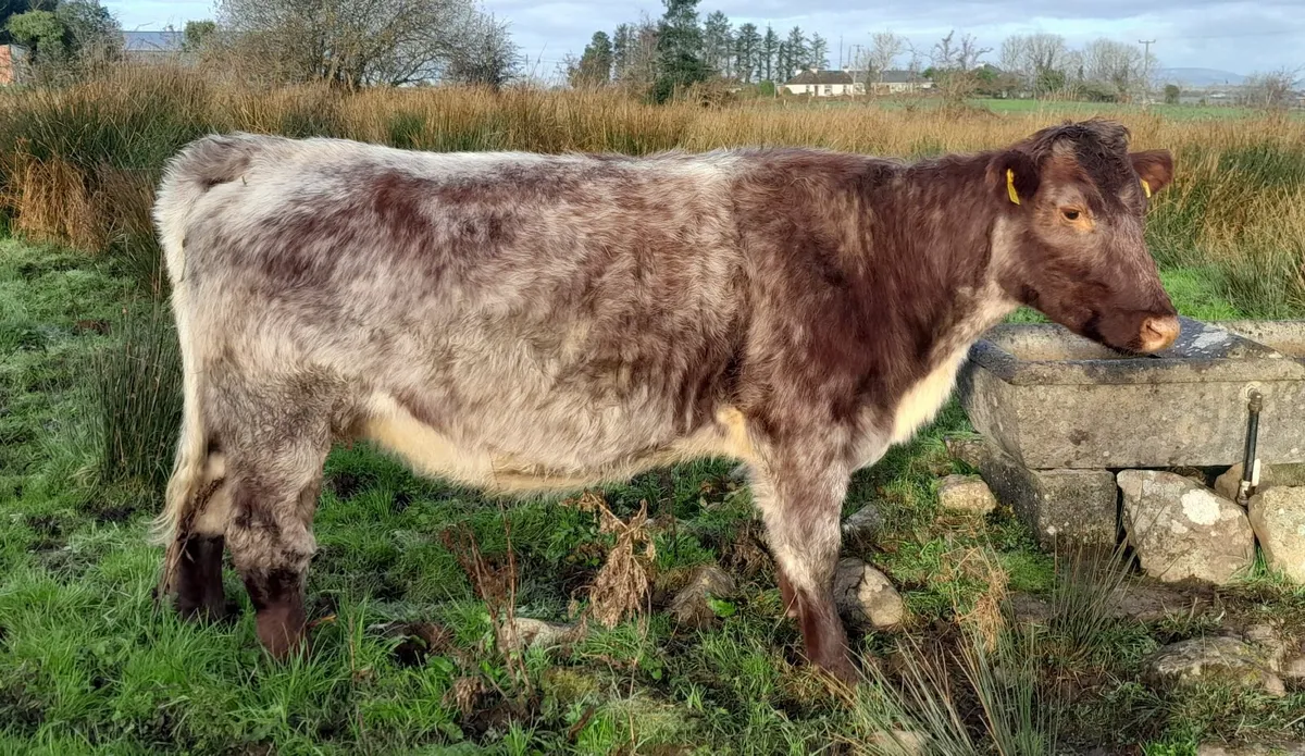 Shorthorn Springers Ballymote Mart Thursday 20th N - Image 3