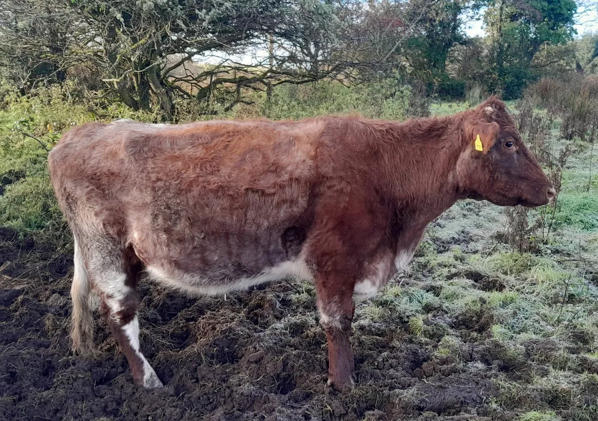 Shorthorn Springers Ballymote Mart Thursday 20th N - Image 4