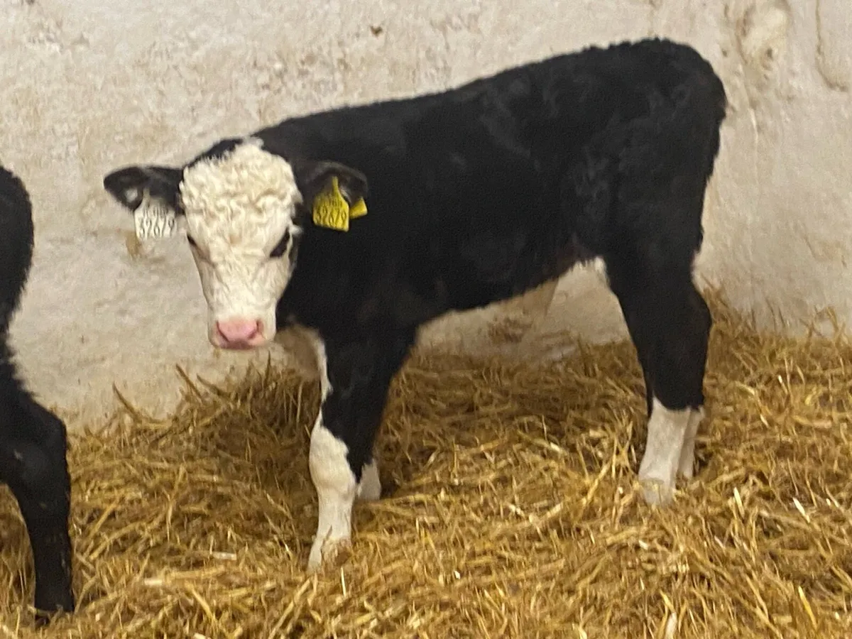 Calves For Sale - Image 2