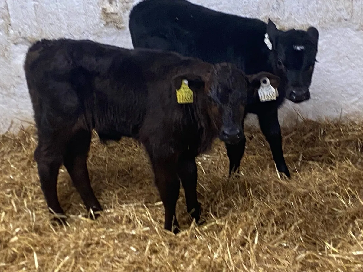 Calves For Sale - Image 3