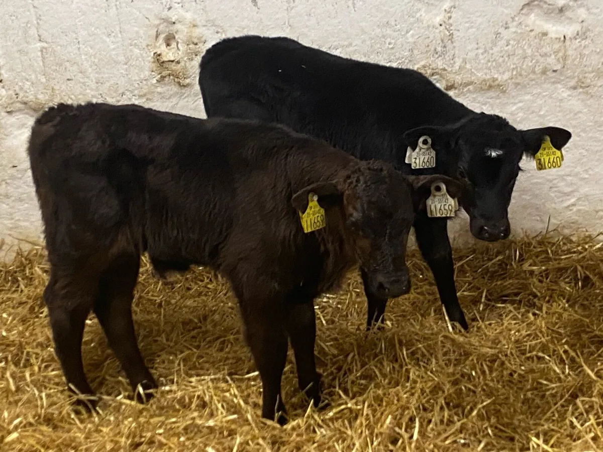 Calves For Sale - Image 1