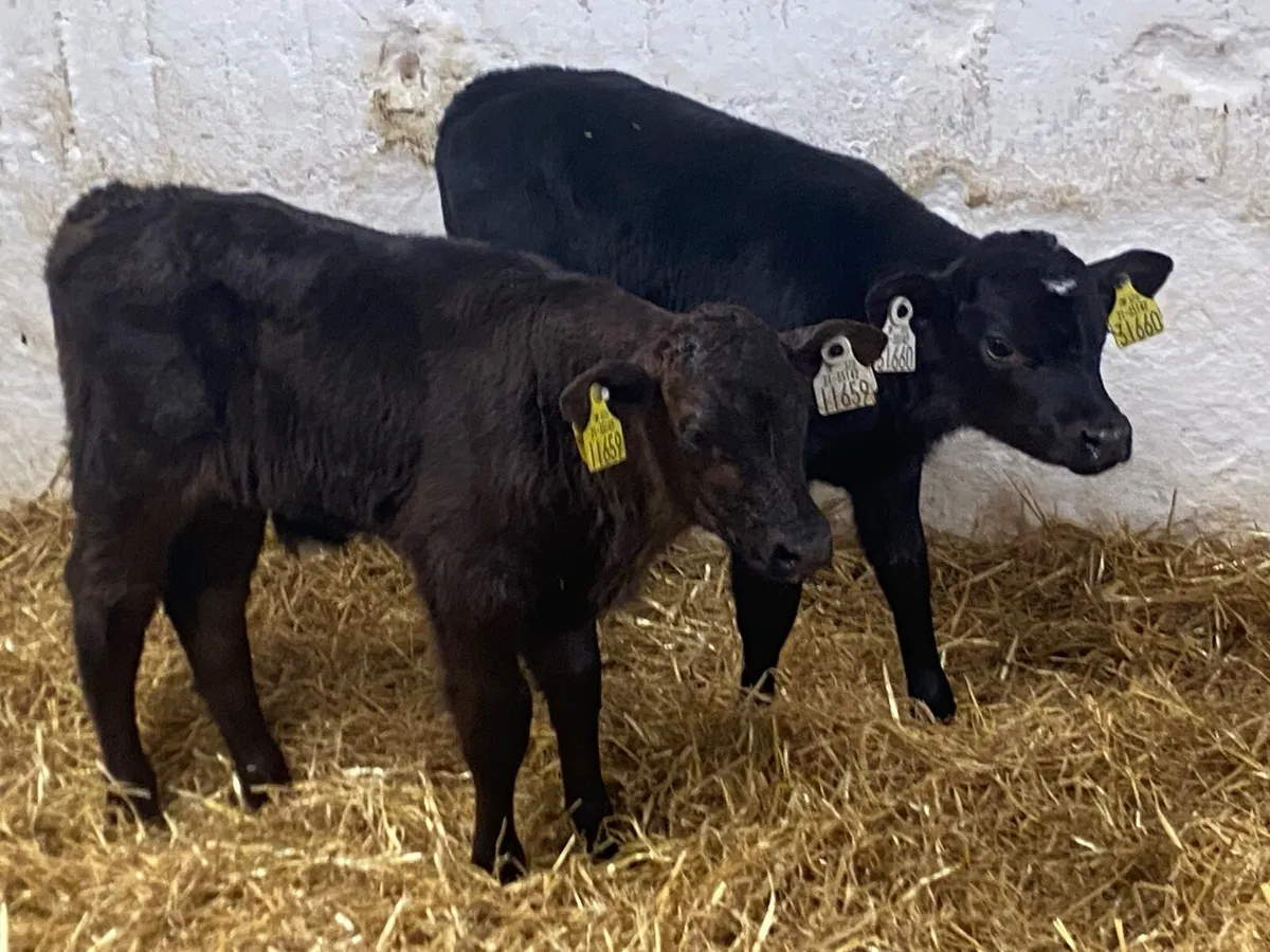 Calves For Sale - Image 4