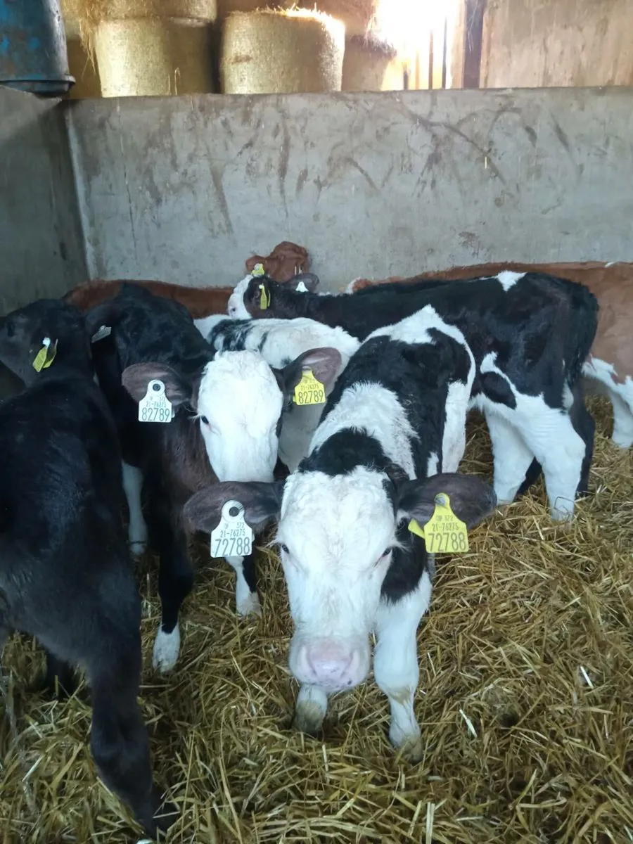 8 smashing continental calves - Image 3
