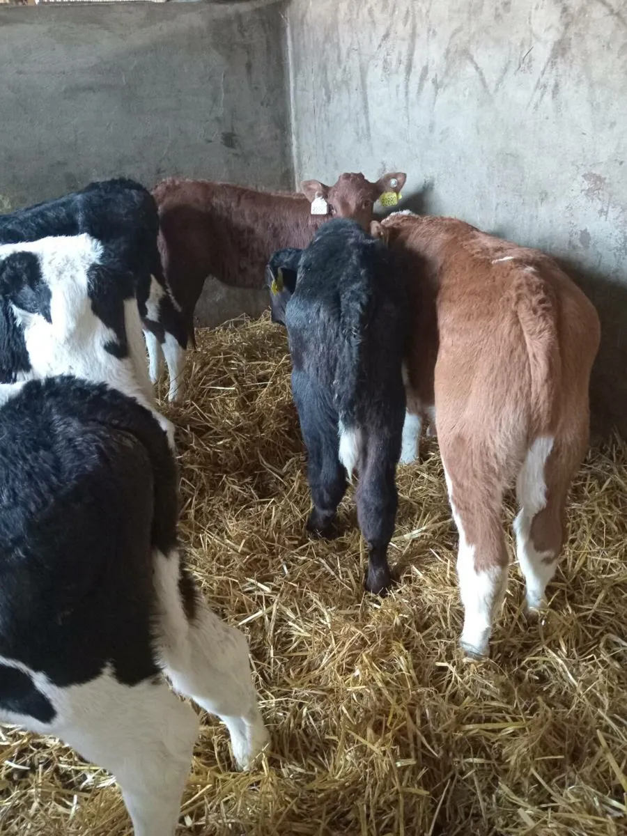 8 smashing continental calves - Image 4