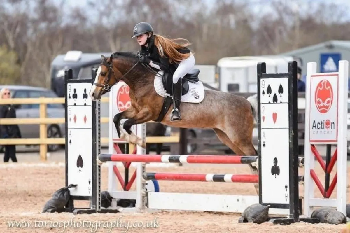 Pony 13' Welsh B - Full Breeding Recorded - Image 1