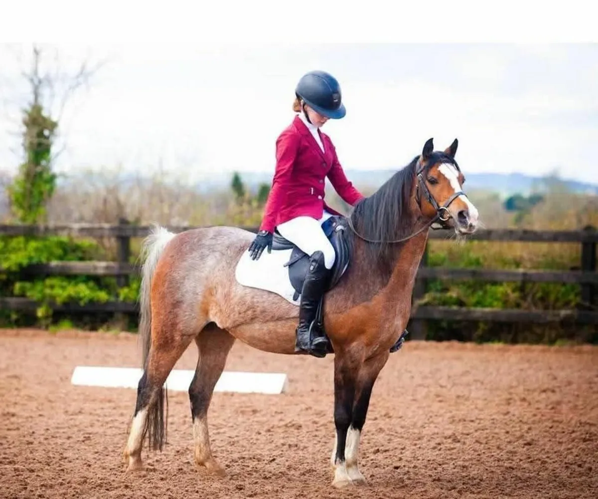 Pony 13' Welsh B - Full Breeding Recorded - Image 2